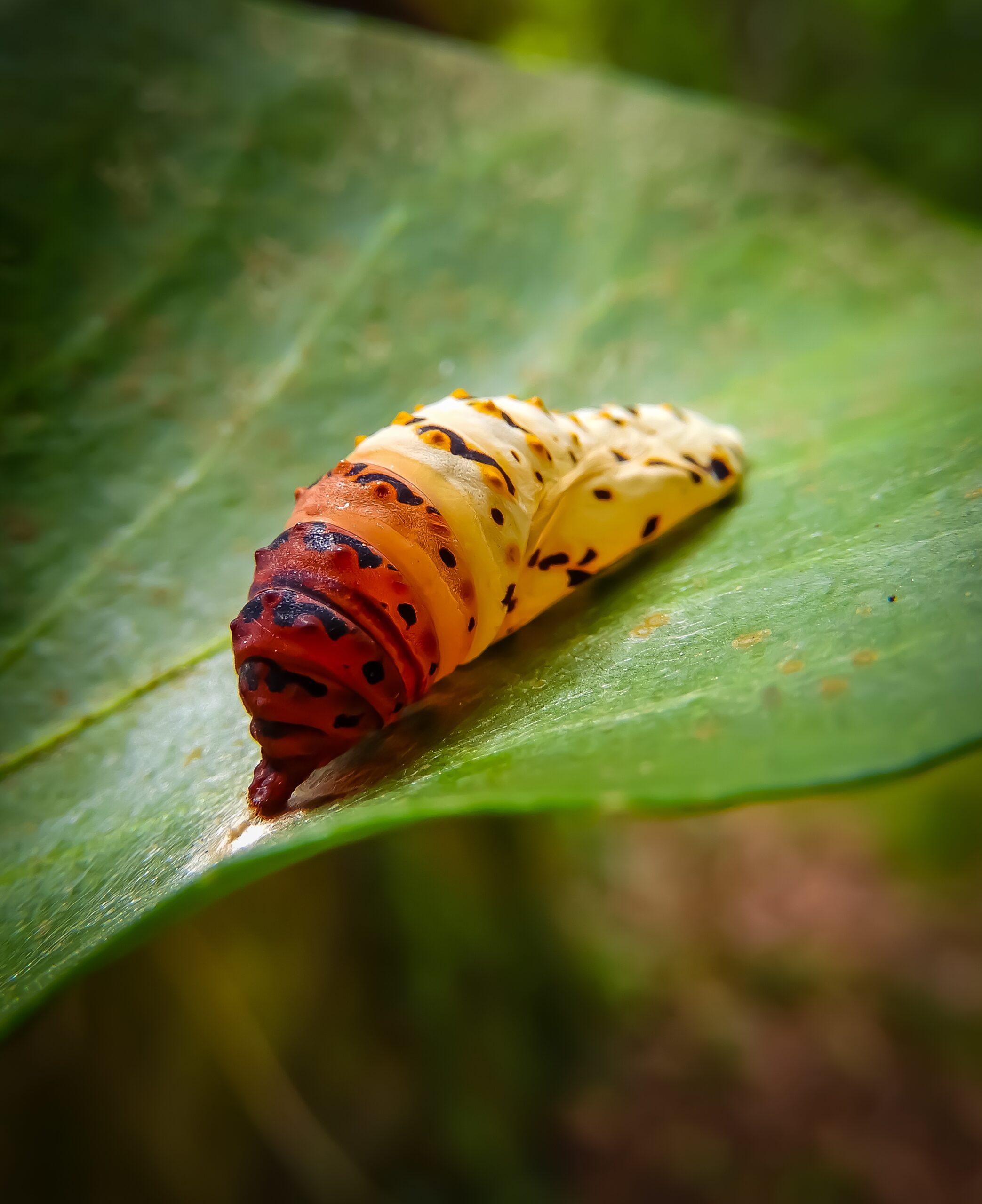 A colorful caterpillar munching on green leaves