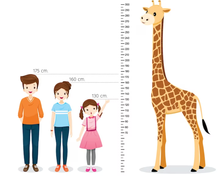 A size chart with various measurements.